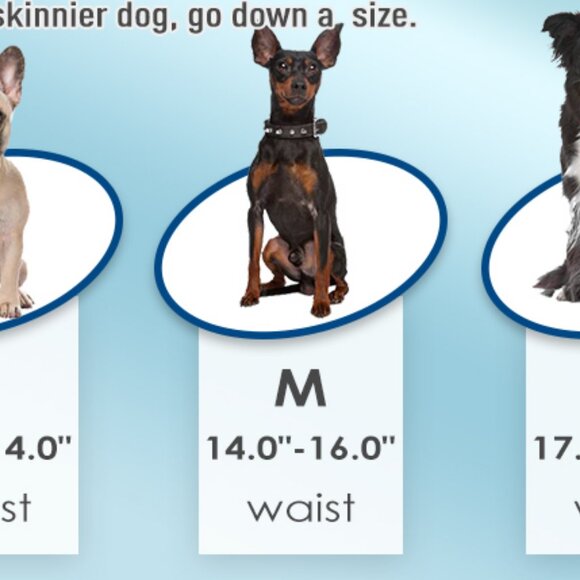 Wegreeco Washable Dog Diapers - Male Dog Belly Wrap - MEDIUM - 4 PACK - Picture 4 of 4